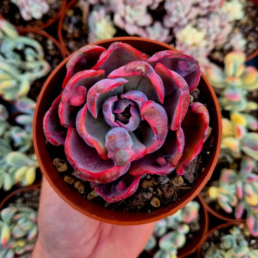 Echeveria ’Beyonce’ variegada