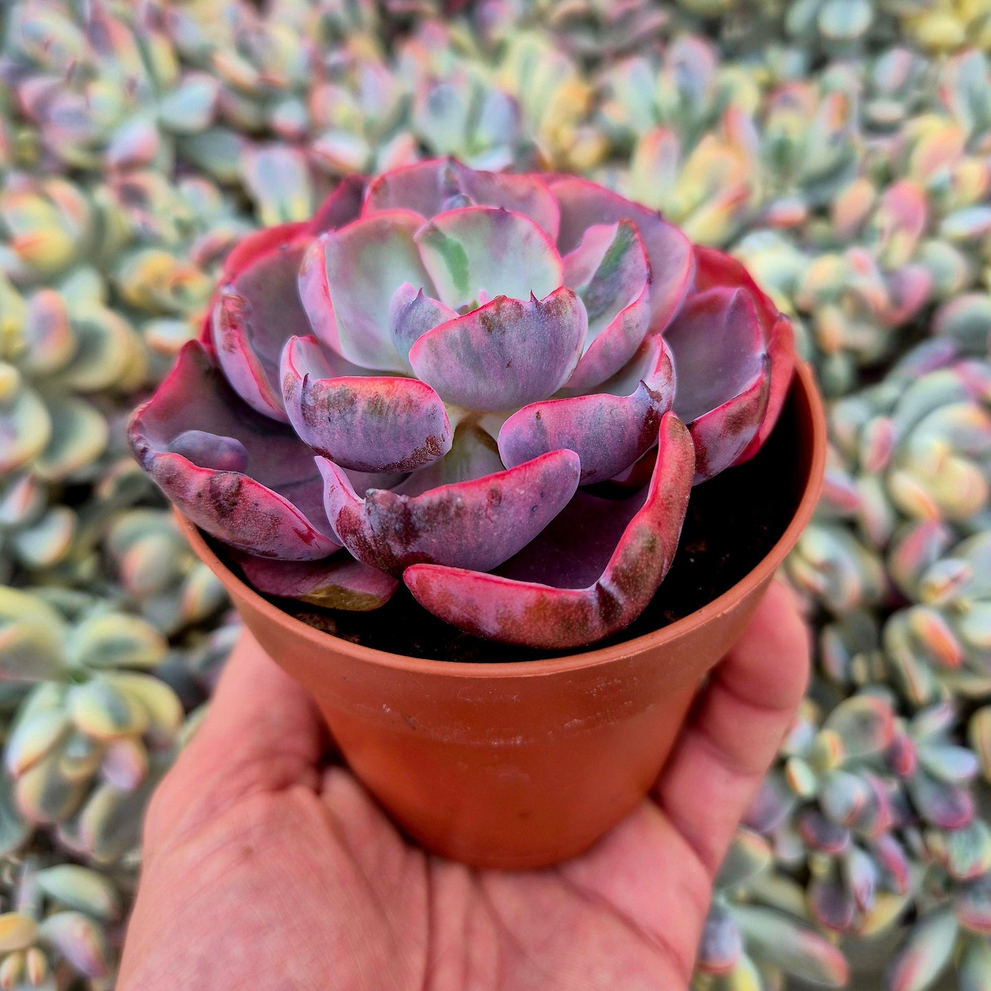 Echeveria ’Beyonce’ variegada