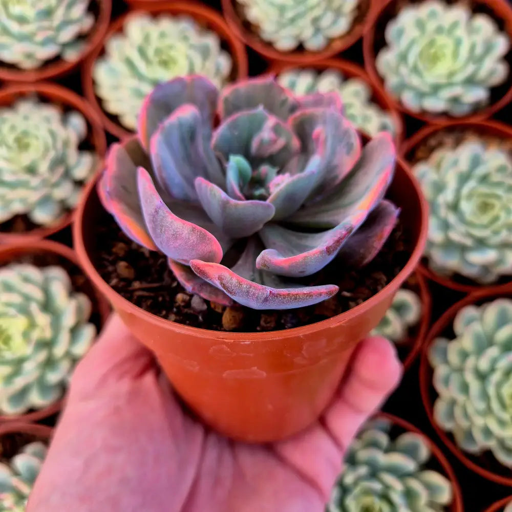 Echeveria ’Beyonce’ variegada