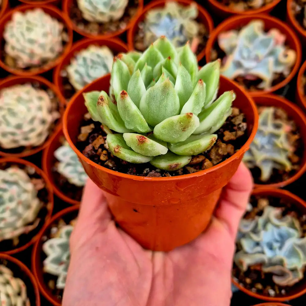 Echeveria ’Black Rose’ variegada