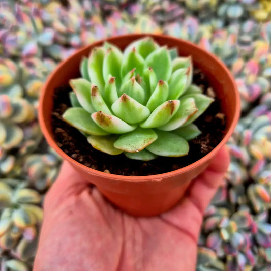 Echeveria ’Black Rose’ variegada