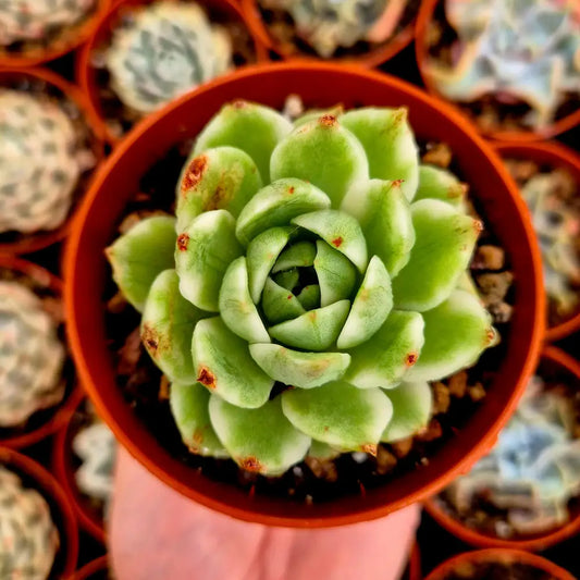 Echeveria ’Black Rose’ variegada