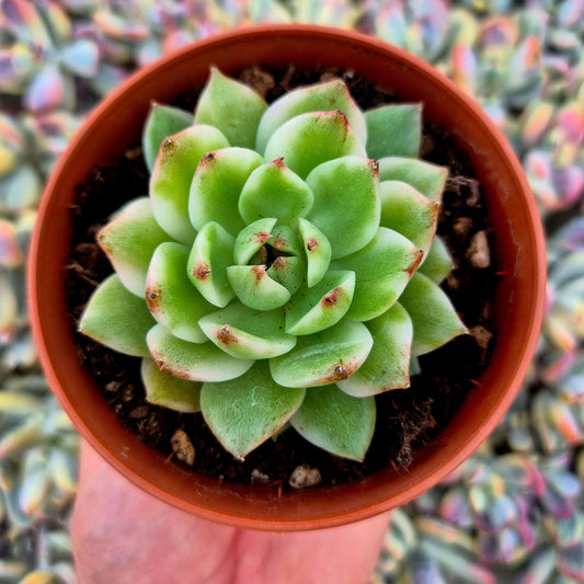 Echeveria ’Black Rose’ variegada