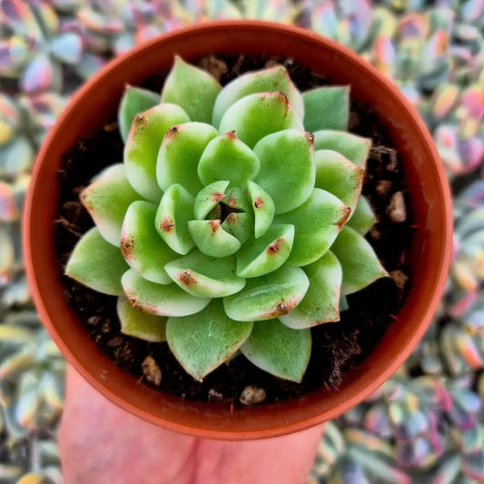 Echeveria ’Black Rose’ variegada