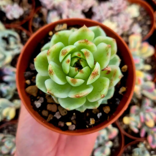 Echeveria ’Black Rose’ variegada