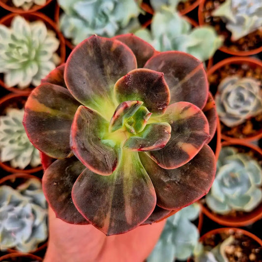Echeveria ’Blue Metal’ variegada