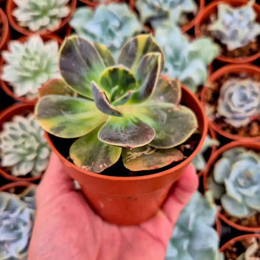 Echeveria ’Blue Metal’ variegada