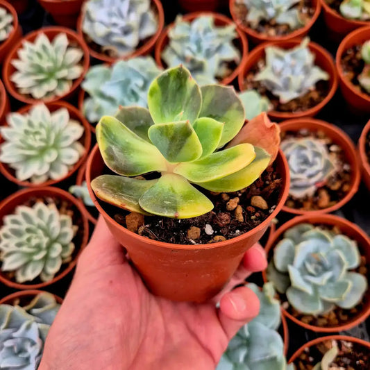 Echeveria ’Blue Metal’ variegada