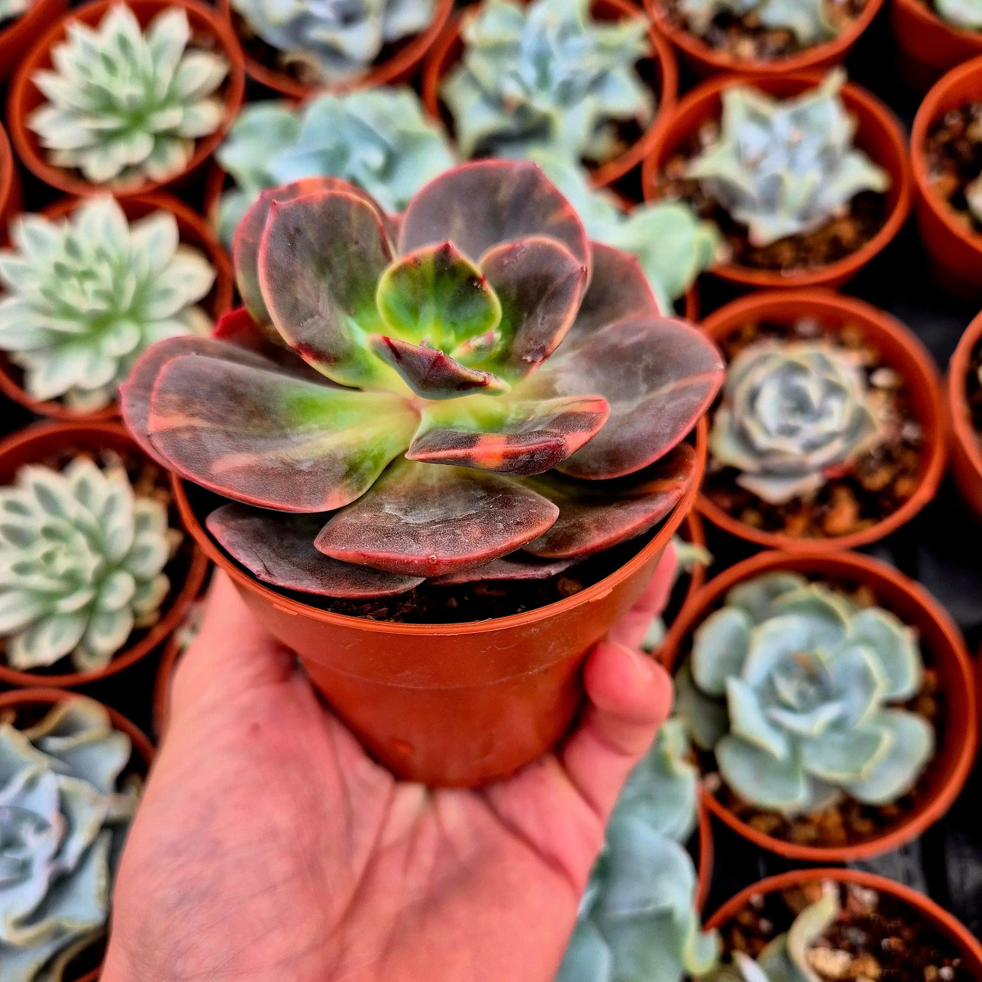 Echeveria ’Blue Metal’ variegada