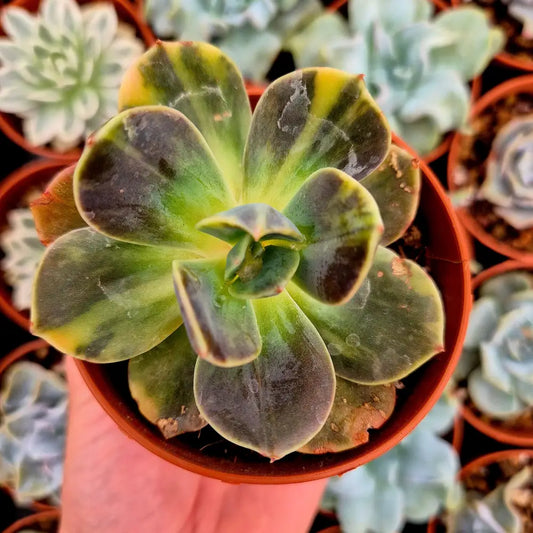 Echeveria ’Blue Metal’ variegada