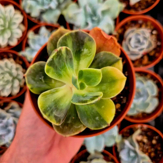 Echeveria ’Blue Metal’ variegada