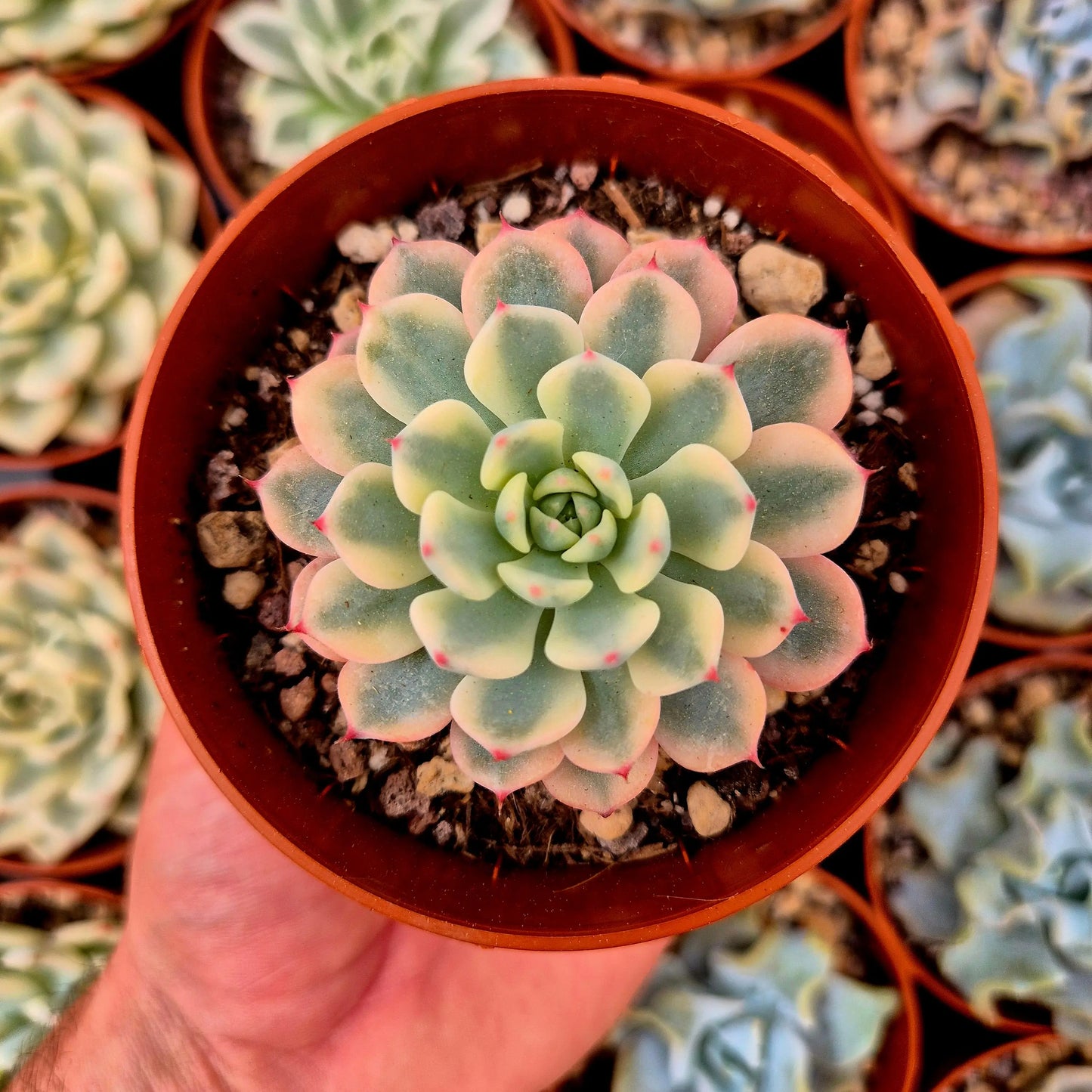 Echeveria ’Blue minima’ variegada