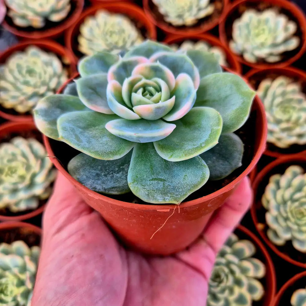 Echeveria ’Blue Surprise’ variegada