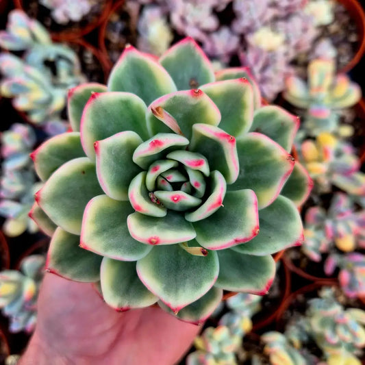 Echeveria ’Blue’ variegada