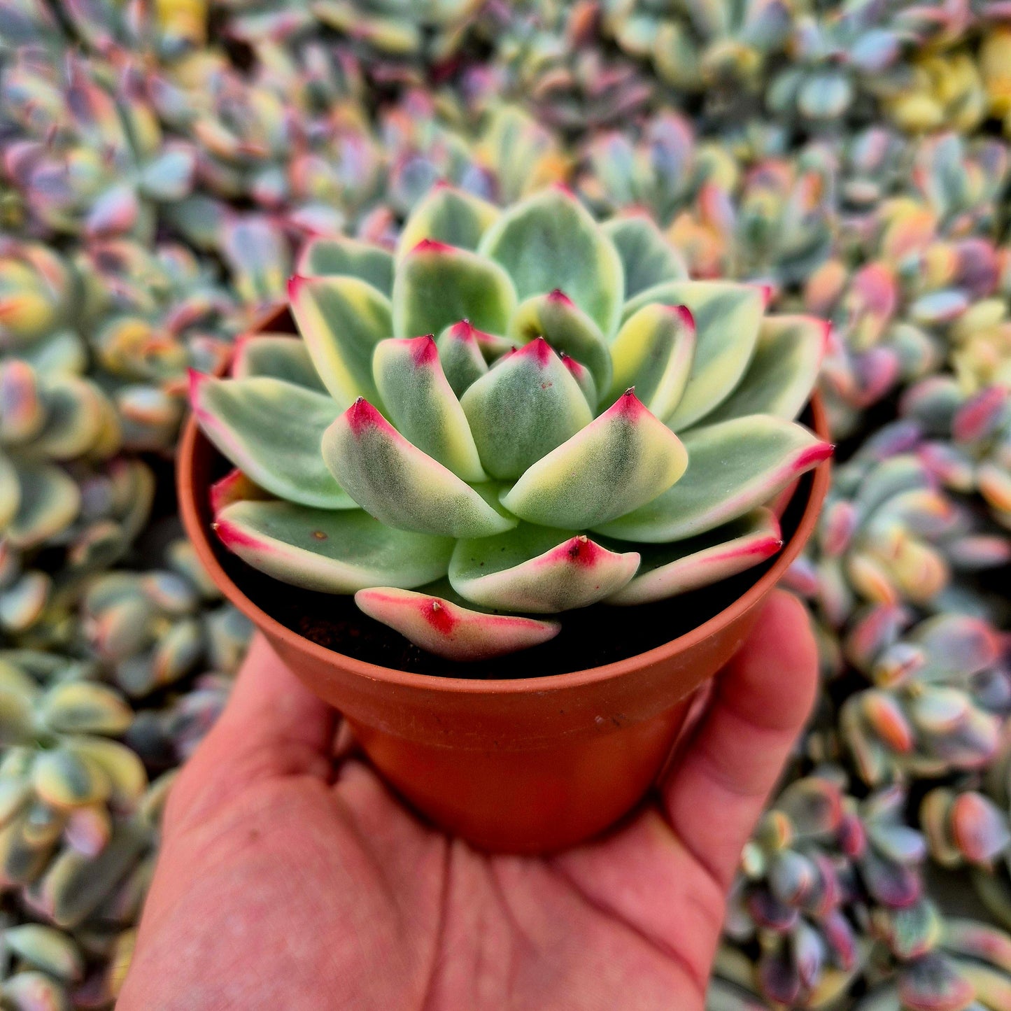 Echeveria ’Blue’ variegada