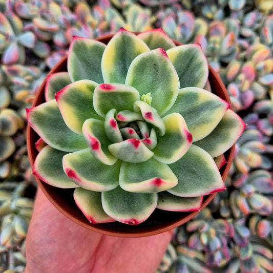Echeveria ’Blue’ variegada