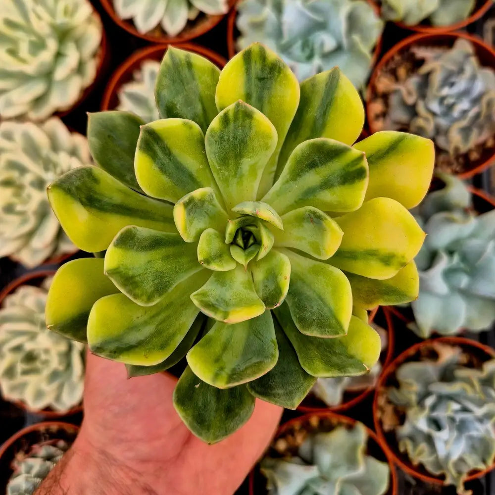 Echeveria ’Bodhi Matcha’ variegada