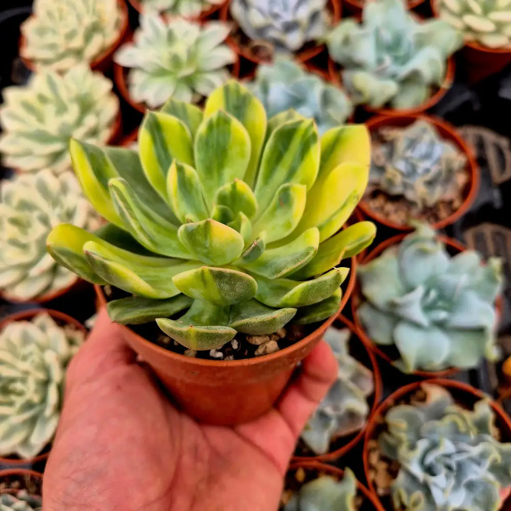 Echeveria ’Bodhi Matcha’ variegada