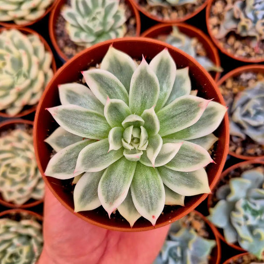 Echeveria ’Butterfly Flying’ variegada