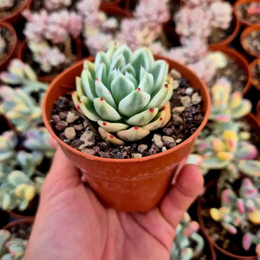 Echeveria ’Butterfly Flying’ variegada
