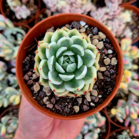 Echeveria ’Butterfly Flying’ variegada