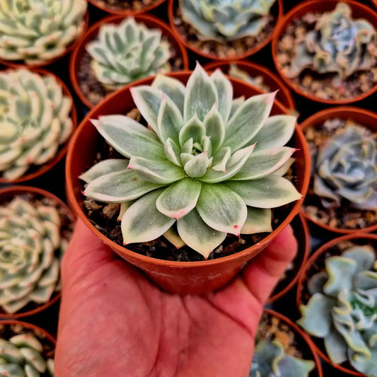 Echeveria ’Butterfly Flying’ variegada