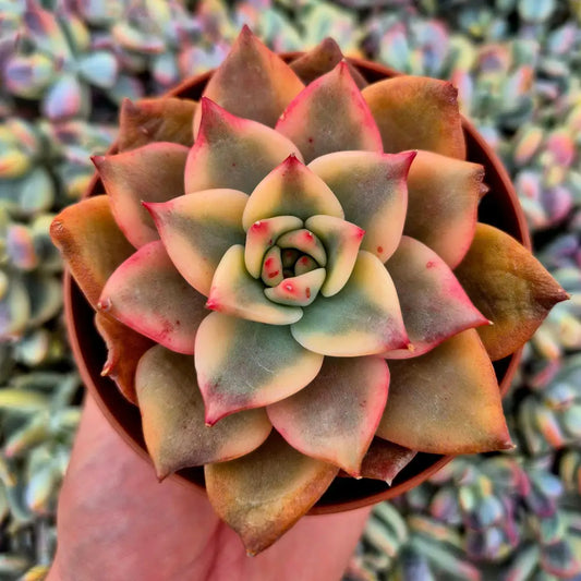 Echeveria ’Carmela’ variegada