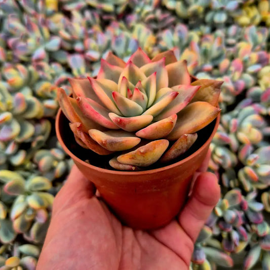 Echeveria ’Carmela’ variegada