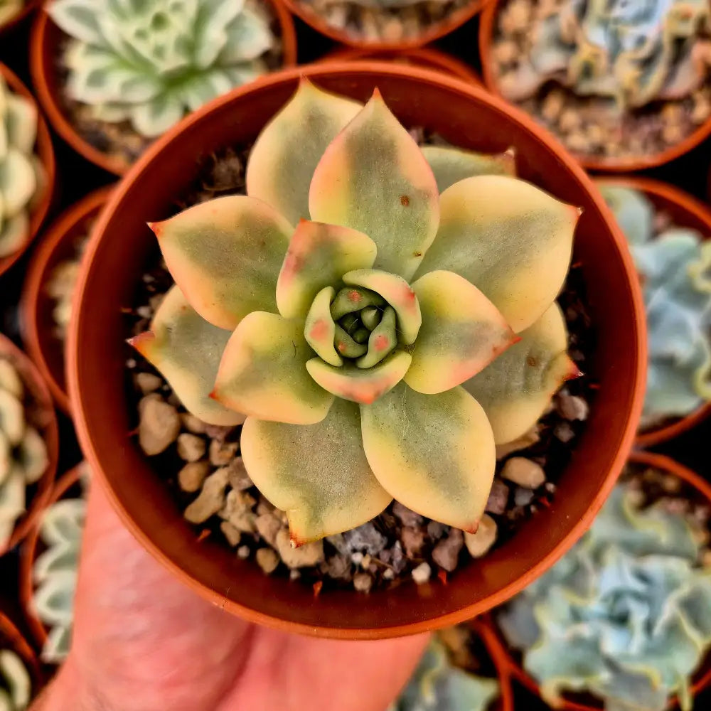 Echeveria ’Carmela’ variegada