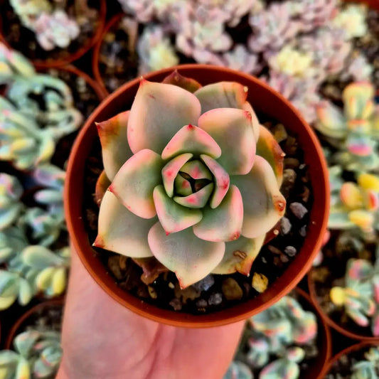 Echeveria ’Carmela’ variegada