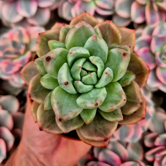 Echeveria ’Champagne’ variegada