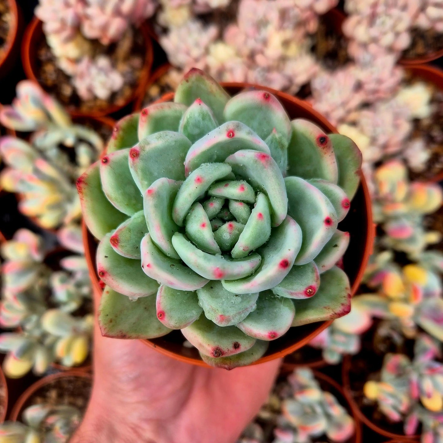 Echeveria ’Champagne’ variegada