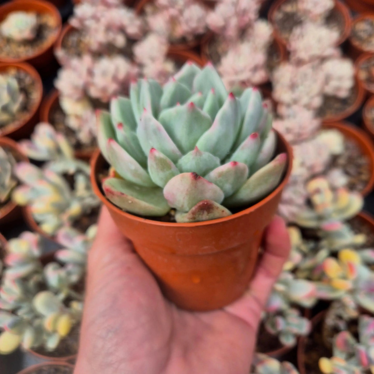 Echeveria ’Champagne’ variegada