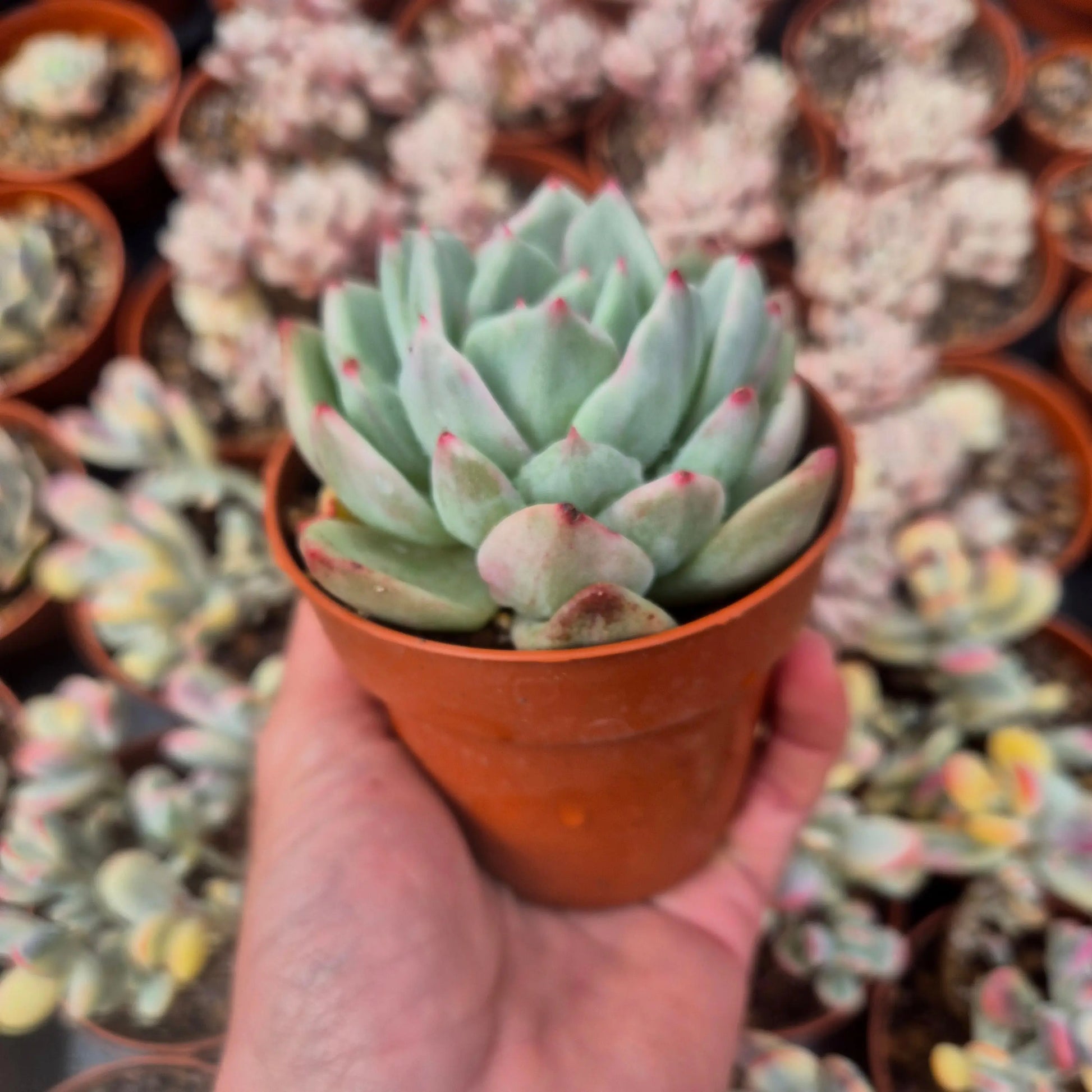 Echeveria ’Champagne’ variegada