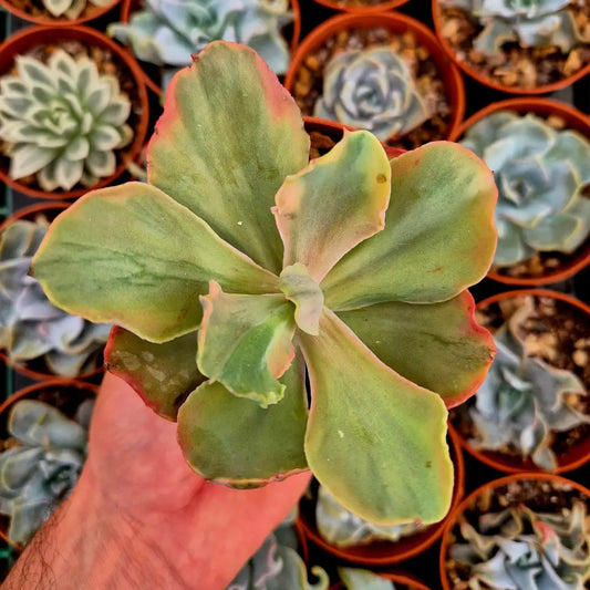 Echeveria ’Chantilly Marginata’ variegada