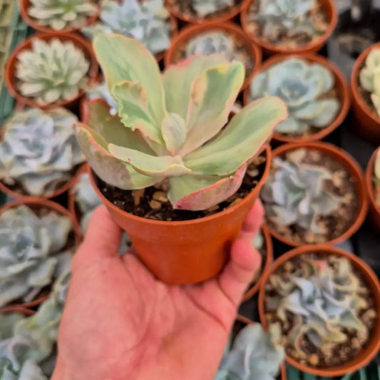Echeveria ’Chantilly Marginata’ variegada