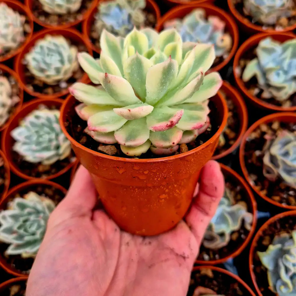 Echeveria ’Cherry Blossons’ variegada