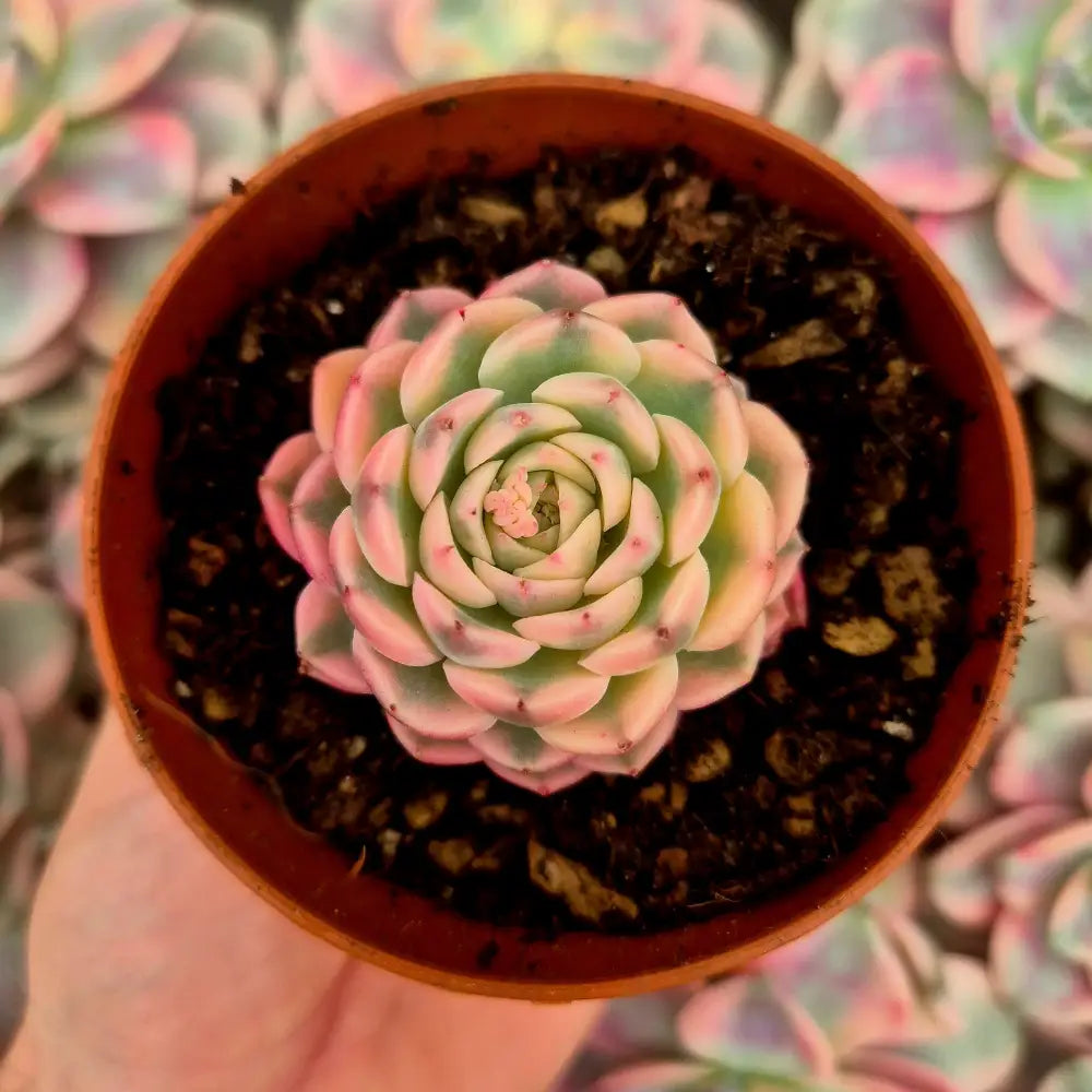 Echeveria ’Cherry Blossons’ variegada
