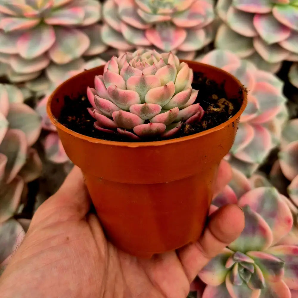 Echeveria ’Cherry Blossons’ variegada