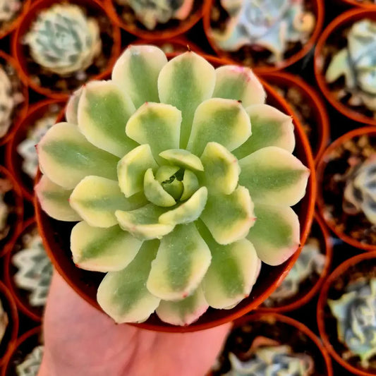 Echeveria ’Cherry Blossons’ variegada