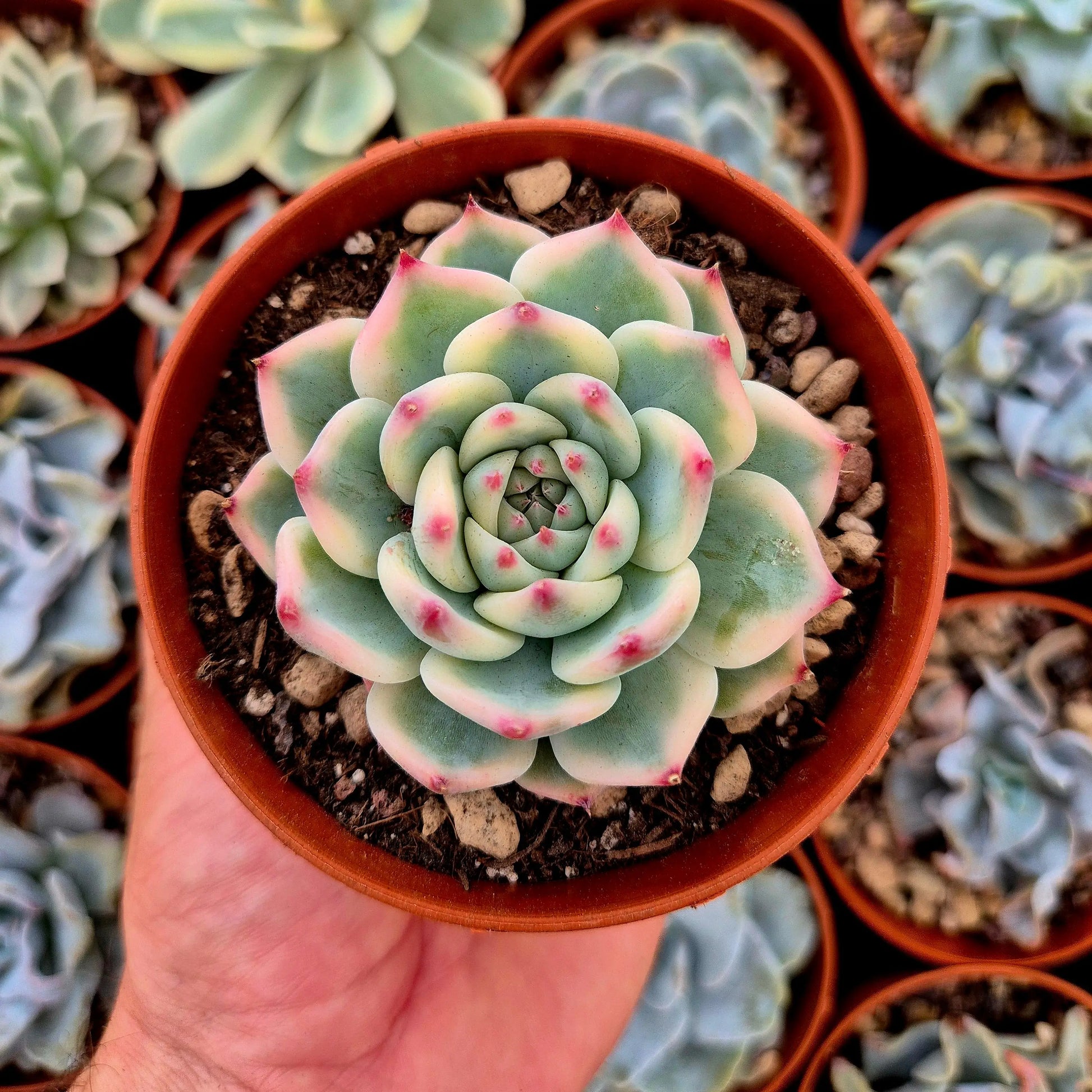 Echeveria chihuahuensis variegada