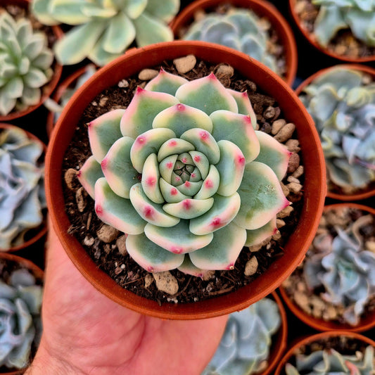 Echeveria chihuahuensis variegada
