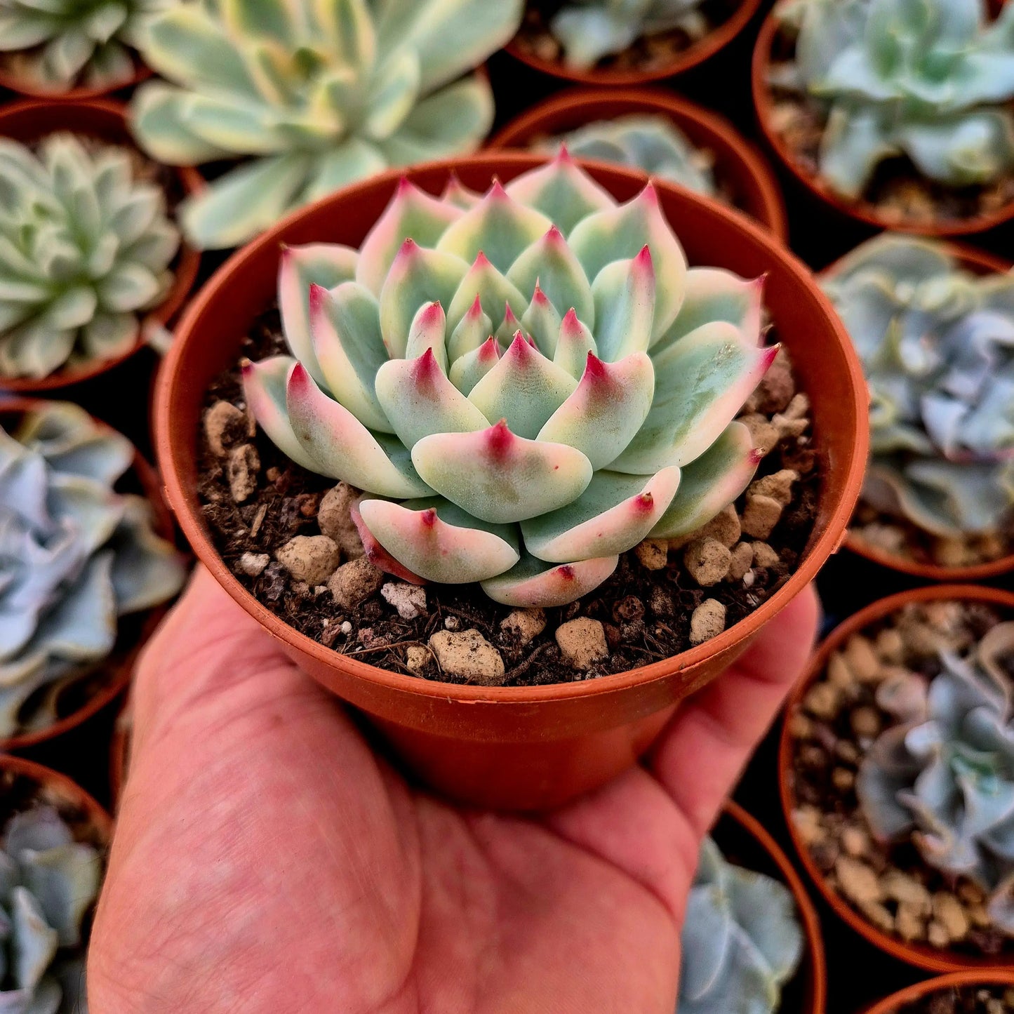 Echeveria chihuahuensis variegada