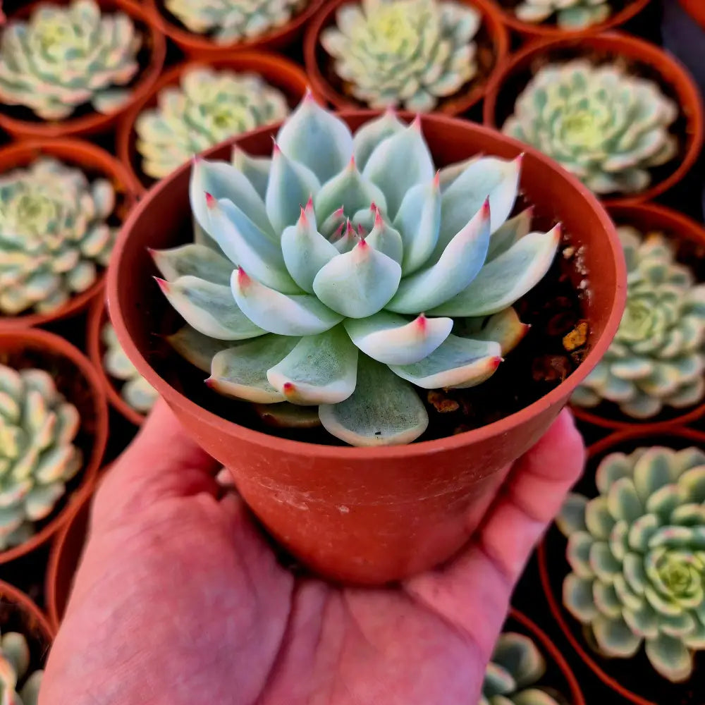 Echeveria chihuahuensis variegada