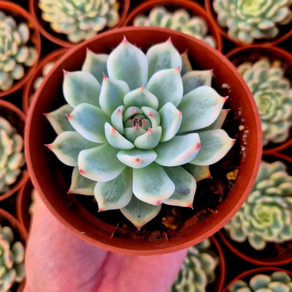 Echeveria chihuahuensis variegada