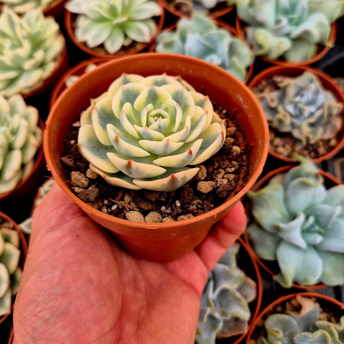Echeveria ’Compton Carousel’ variegada