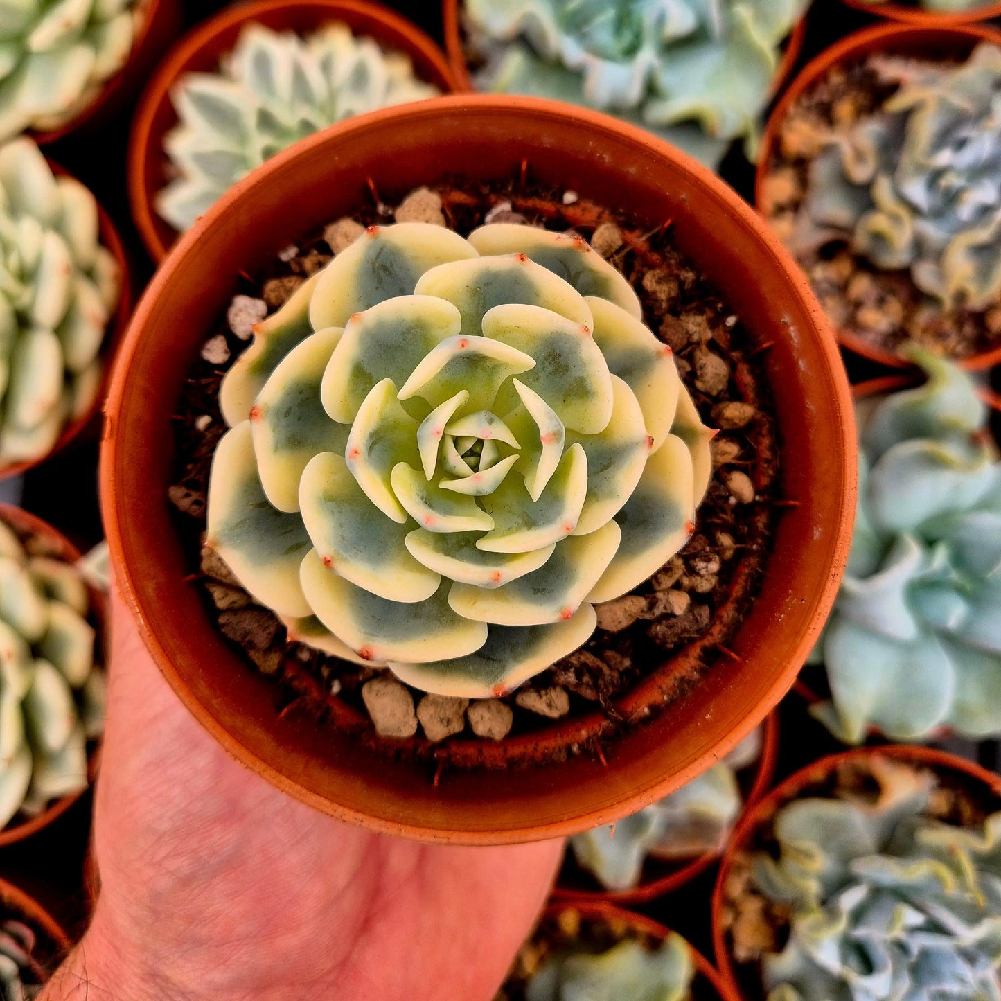 Echeveria ’Compton Carousel’ variegada