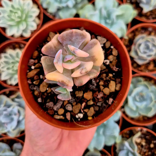 Echeveria ’Cubic Frost’ variegada