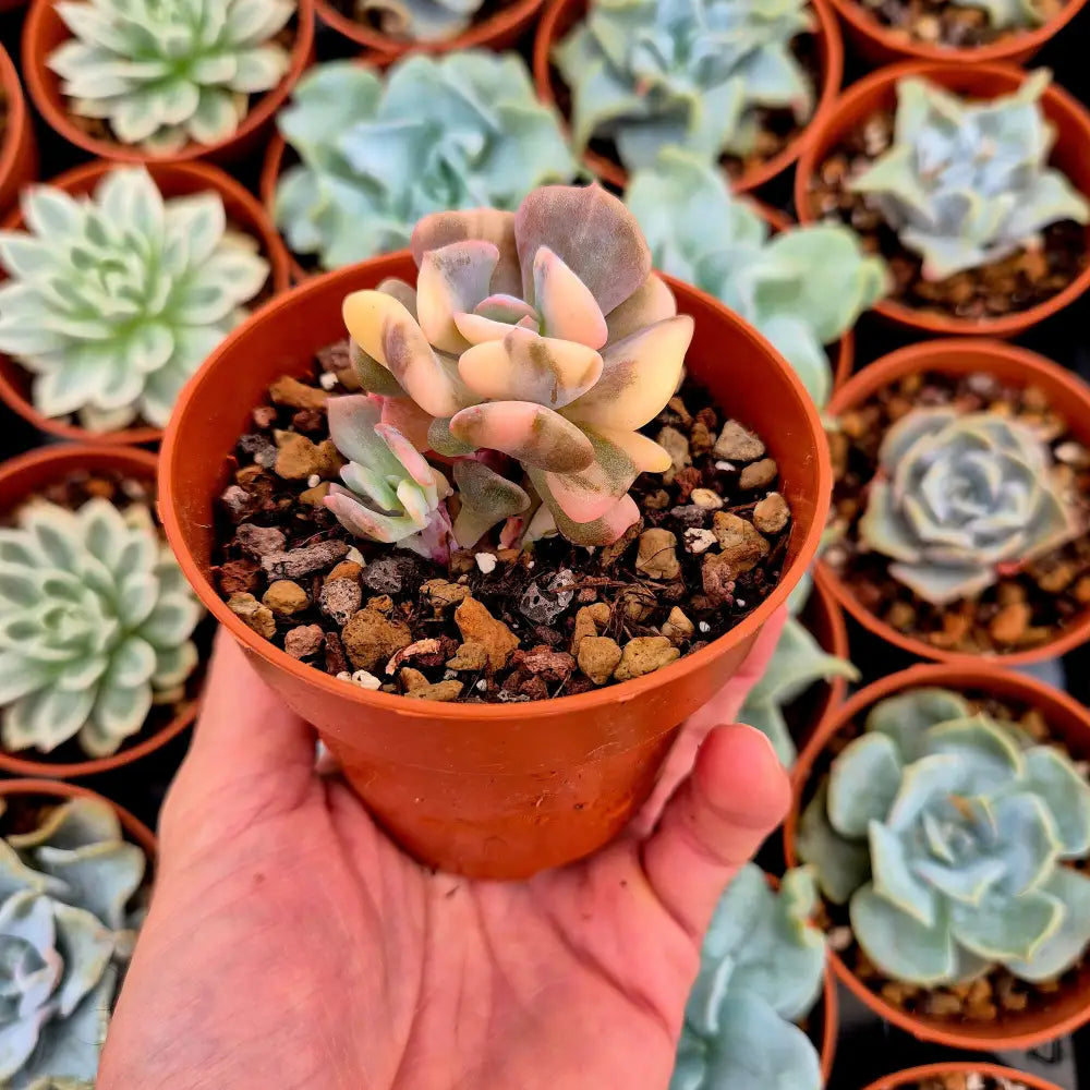 Echeveria ’Cubic Frost’ variegada