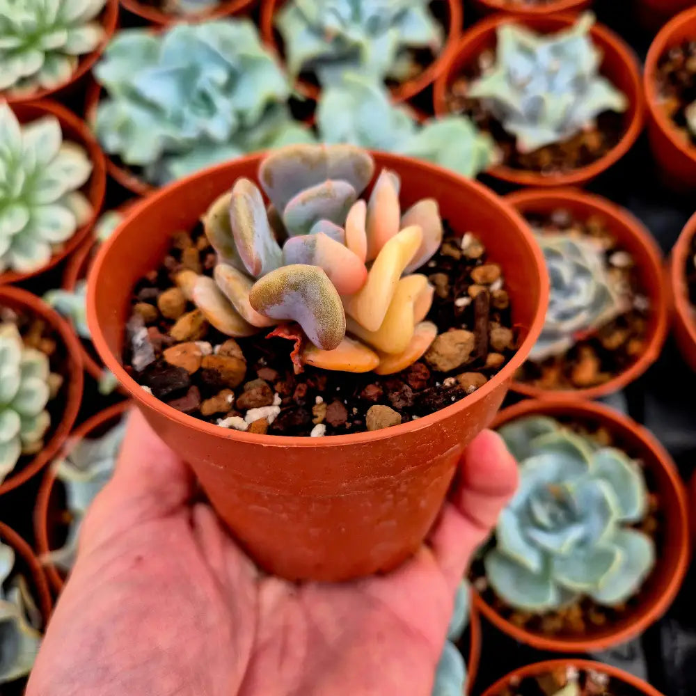 Echeveria ’Cubic Frost’ variegada